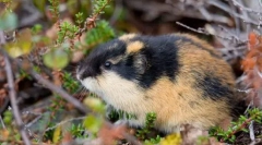 Lemming (foto): divlji glodavac-pustinjak